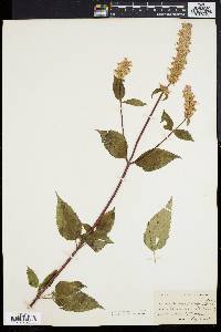 Agastache scrophulariifolia image