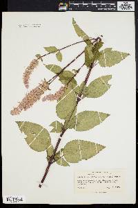 Agastache scrophulariifolia image