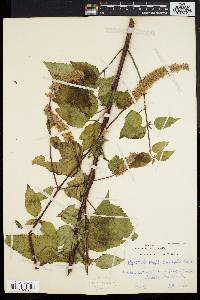 Agastache scrophulariifolia image