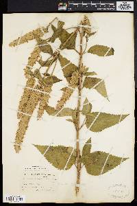 Agastache scrophulariifolia image