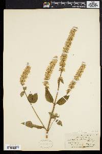 Agastache scrophulariifolia image