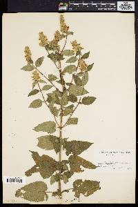 Agastache scrophulariifolia image