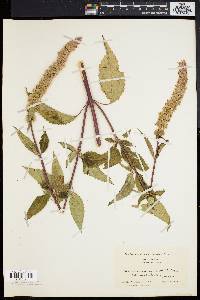 Agastache scrophulariifolia image