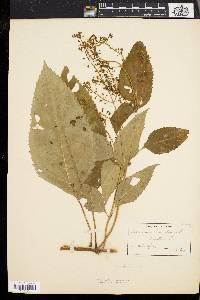 Collinsonia canadensis image