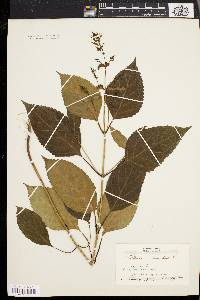 Collinsonia canadensis image