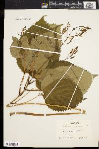 Collinsonia canadensis image