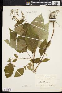 Collinsonia canadensis image