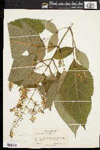 Collinsonia canadensis image