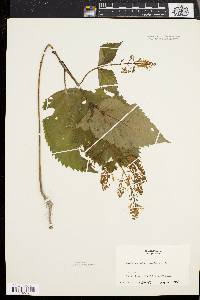 Collinsonia canadensis image