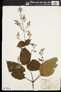 Collinsonia canadensis image