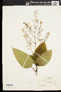 Collinsonia canadensis image