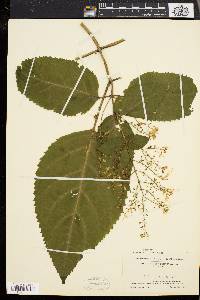 Collinsonia canadensis image