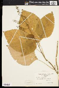 Collinsonia canadensis image