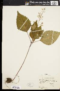 Collinsonia canadensis image