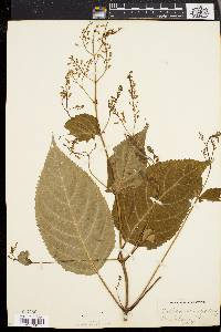 Collinsonia canadensis image