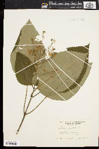 Collinsonia canadensis image