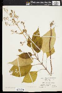 Collinsonia canadensis image