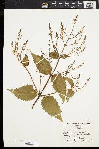 Collinsonia canadensis image