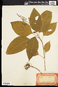 Collinsonia canadensis image