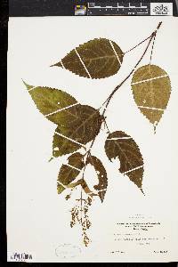 Collinsonia canadensis image