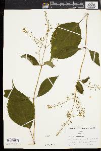 Collinsonia canadensis image