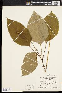 Collinsonia canadensis image