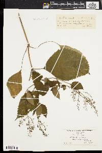 Collinsonia canadensis image