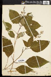 Collinsonia canadensis image