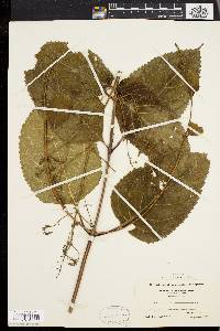 Collinsonia canadensis image