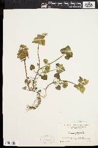 Lamium purpureum image