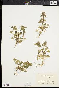 Lamium purpureum image