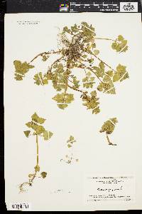 Lamium purpureum image