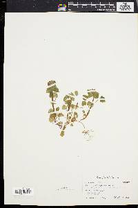 Lamium purpureum image