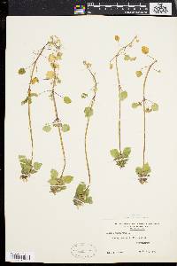 Lamium purpureum image