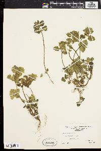 Lamium purpureum image