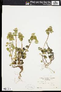 Lamium purpureum image