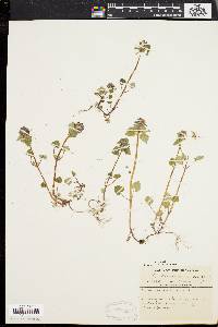 Lamium purpureum image