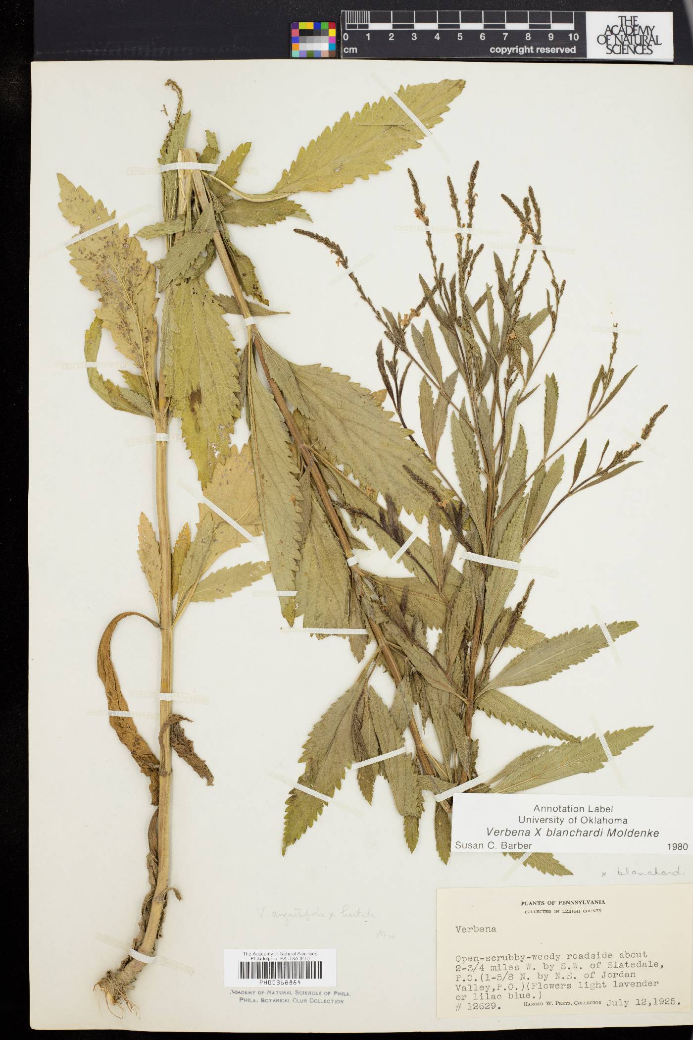 Verbena x blanchardii image