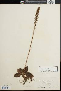 Goodyera pubescens image