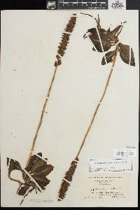 Goodyera pubescens image