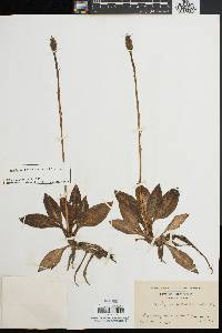 Goodyera pubescens image