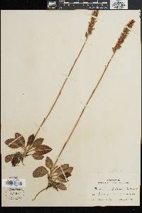 Image of Peramium pubescens