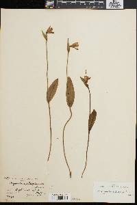 Pogonia ophioglossoides image