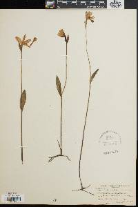 Pogonia ophioglossoides image