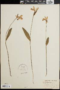 Pogonia ophioglossoides image