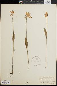 Pogonia ophioglossoides image