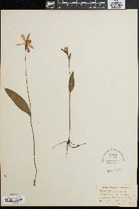 Pogonia ophioglossoides image