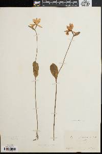 Pogonia ophioglossoides image