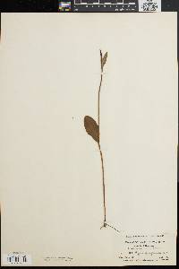 Pogonia ophioglossoides image