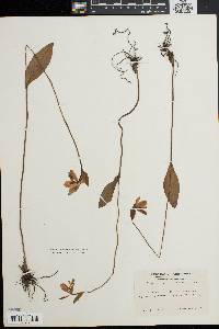 Pogonia ophioglossoides image